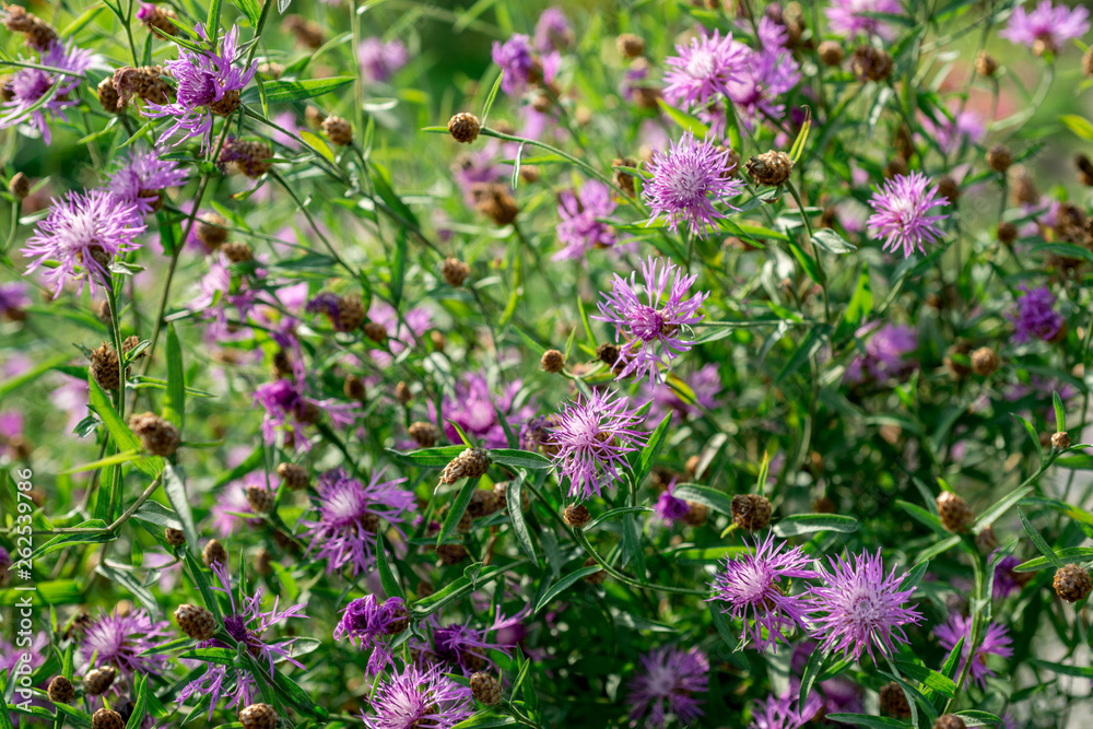 Centaurea flowers grow in the garden