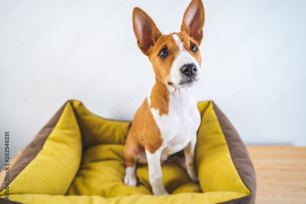 Close-up funny portrait little cute basenji puppy at white background