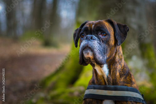 Boxer Hund mit Geschirr sitz geduldig im Wald vor einem Baum und wartet auf Befehle