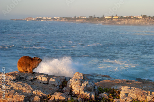 bolder beach cape town parks and reserves of south africa