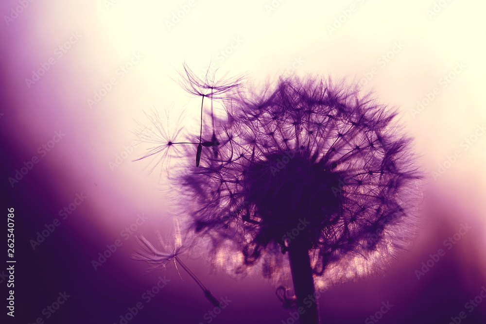 Fluffy dandelion in purple color with backlight