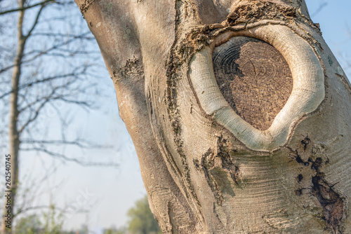 Callus tissue  around a tree wound after pruning photo