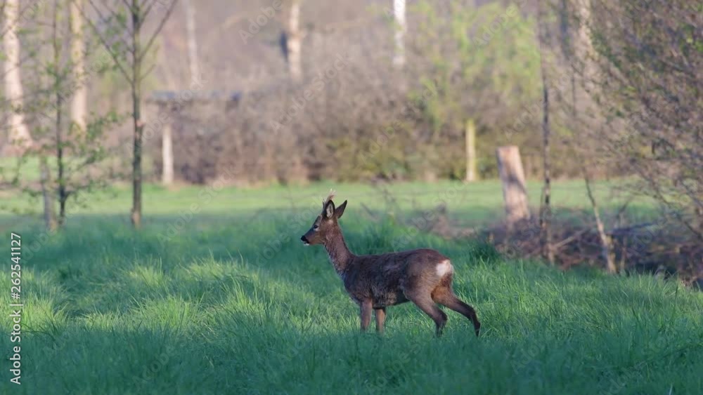Roe buck search feed on the fields and look, spring, (capreolus capreolus), germany Roe buck search feed on the fields and look, spring, (capreolus capreolus), germany