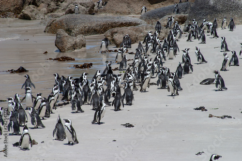african penguin cape town waterfront parks and reserves of south africa