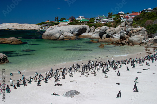 african penguin cape town waterfront parks and reserves of south africa