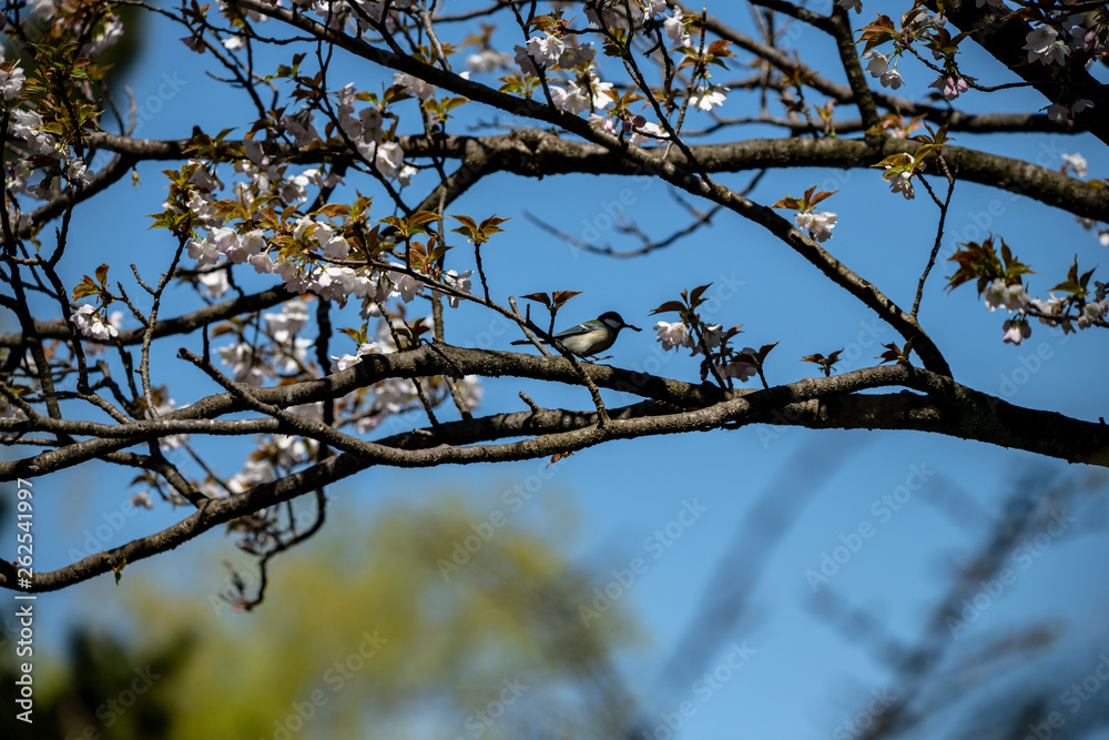 里の公園で餌をさがすシジュウカラ 里の公園で餌をさがすシジュウカラ