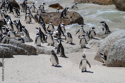 african penguin cape town waterfront parks and reserves of south africa
