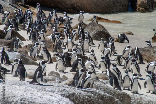 african penguin cape town waterfront parks and reserves of south africa