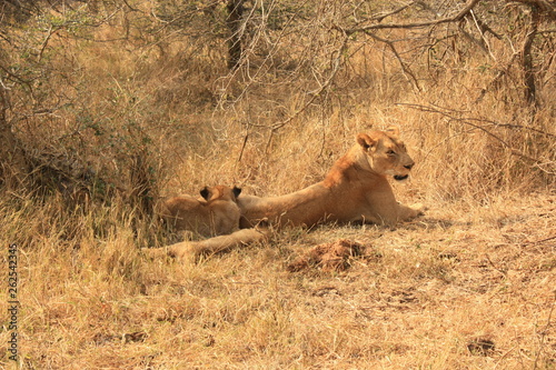 Lions Kruger National Park Afrique du Sud