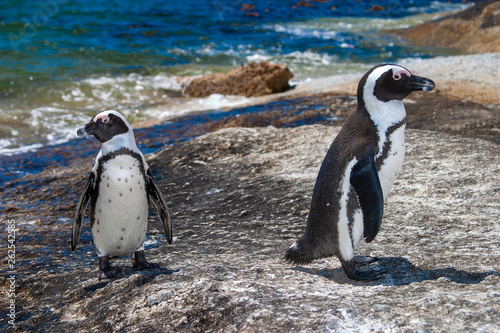 african penguin cape town waterfront parks and reserves of south africa