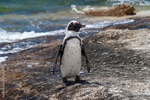 african penguin cape town waterfront parks and reserves of south africa