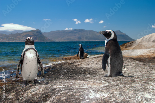 african penguin parks and reserves of south africa