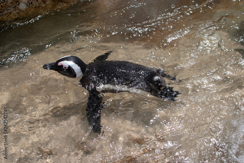 african penguin cape town waterfront parks and reserves of south africa