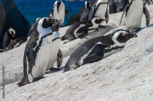 african penguin parks and reserves of south africa