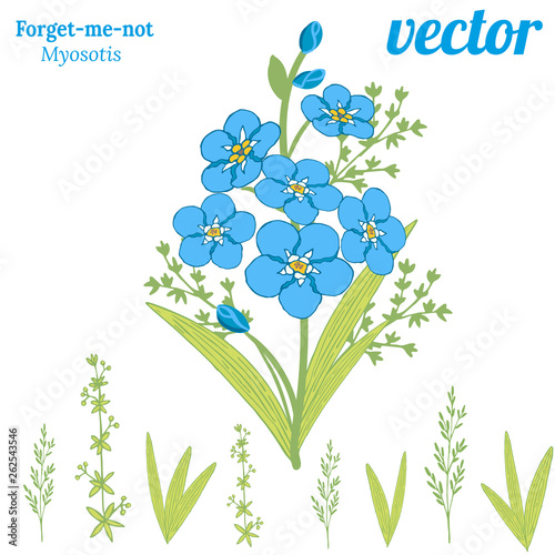 Bouquet of beautiful flowers of forget-me-not.