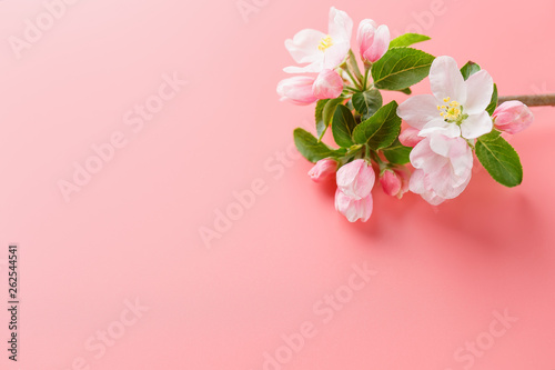 Sakura blooming  spring flowers on a pink background with space for a greeting message. The concept of spring and mother s day. Beautiful delicate pink cherry flowers in springtime