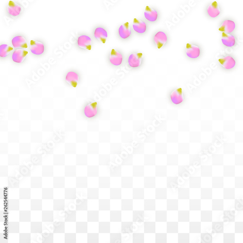 Vector Realistic Pink Petals Falling on Transparent Background. Spring Romantic Flowers Illustration. Flying Petals. Sakura Spa Design. Blossom Confetti.