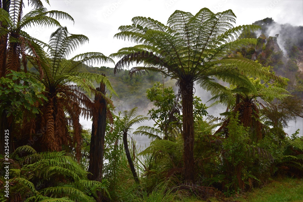 Obraz premium palm tree in the jungle
