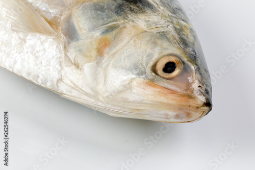 Tenualosa ilisha  hilsa herring terbuk fish on white background photo