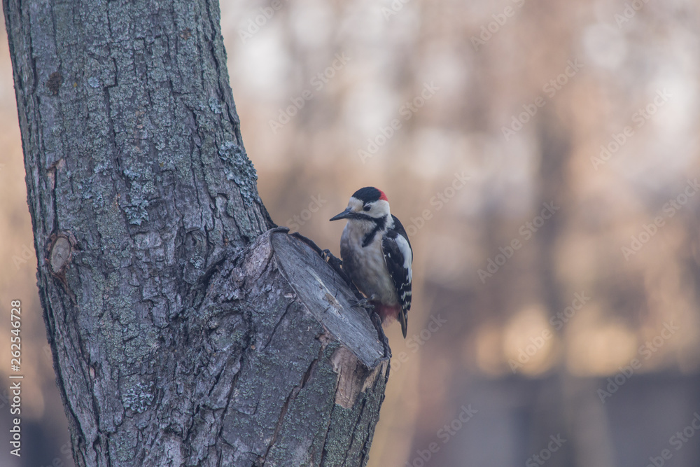 Great spotted Woodpecker sitting on a tree. Great spotted Woodpecker sitting on a tree.