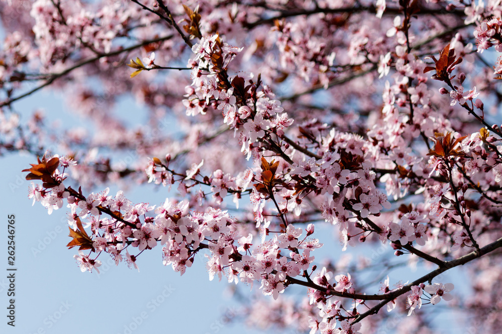 Blooming Tree in Spring. Blooming Buds and Flowers on a Tree Branch. Blooming Tree in Spring. Blooming Buds and Flowers on a Tree Branch.