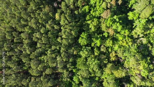 Fly over view of trees taken by drone.