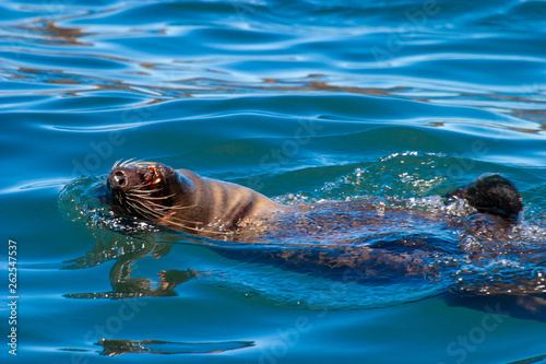 seal island cape town parks and reserves of south africa