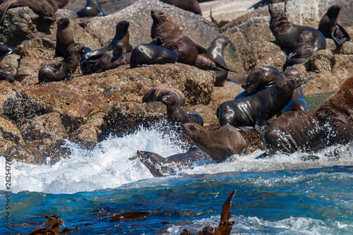 seal island cape town parks and reserves of south africa