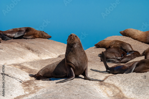 seal island cape town parks and reserves of south africa