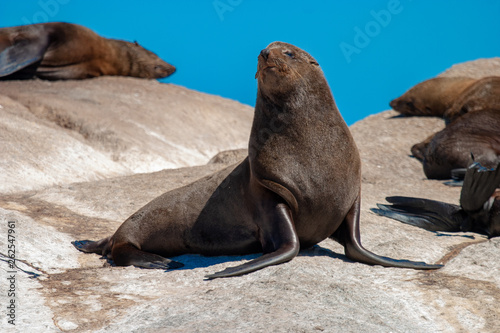 seal island cape town parks and reserves of south africa