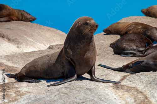 seal island cape town parks and reserves of south africa