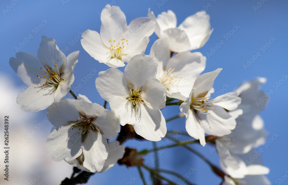 Blooming Tree in Spring. Blooming Buds and Flowers on a Tree Branch. Blooming Tree in Spring. Blooming Buds and Flowers on a Tree Branch.
