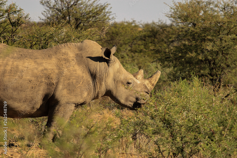 Fototapeta premium White rhono standing in the bush
