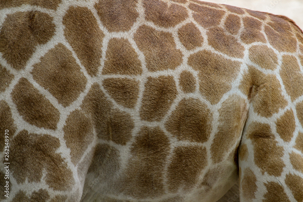 giraffe skin for background giraffe skin for background