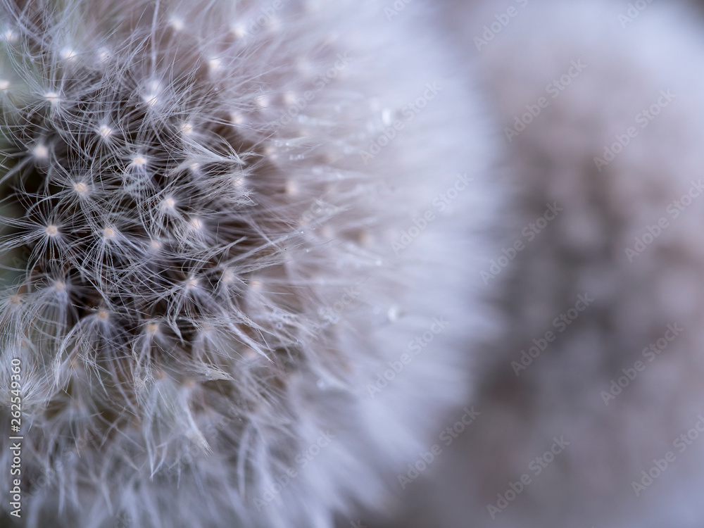 Obraz premium Snowy Dandelion – it was very frustrating to shoot these two dandelions in a very windy condition. They just kept swinging back and forth all the time. I didn’t have my tripod with me. I handheld my c