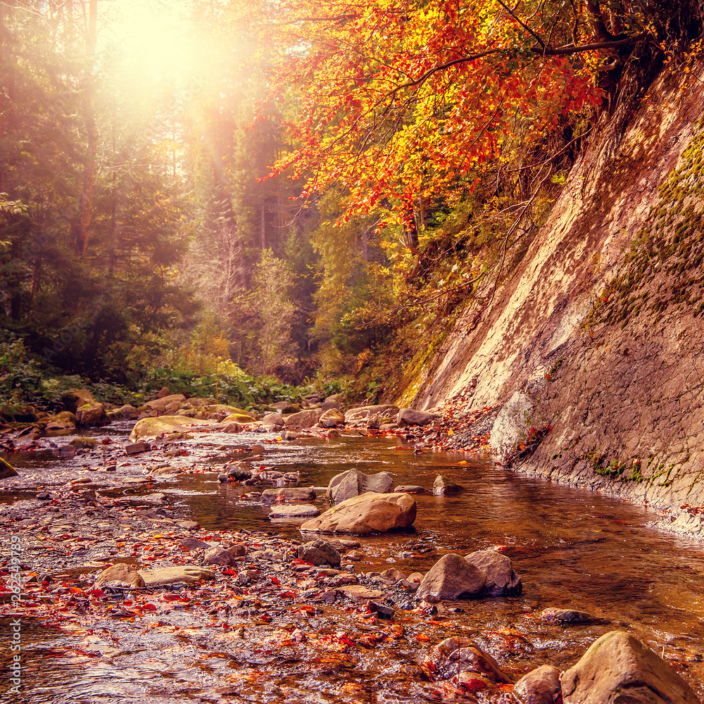 Beautiful autumn landscape. Small mountain river surrounded by y - obrazy, fototapety, plakaty 