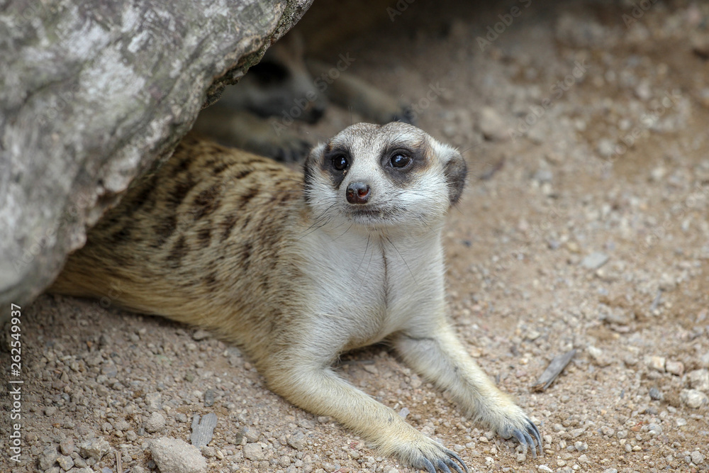 Fototapeta premium The Suricata suricatta or meerkat in cave