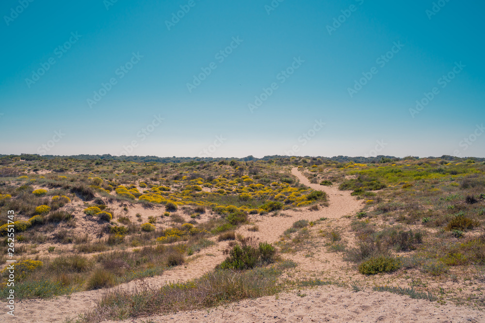 Sand way between bushes and desert vegetation.  Arid scenery. Mediterranean dry landscape near the beach