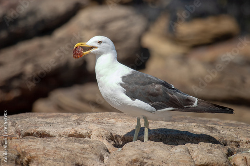 parks and reserves of south africa