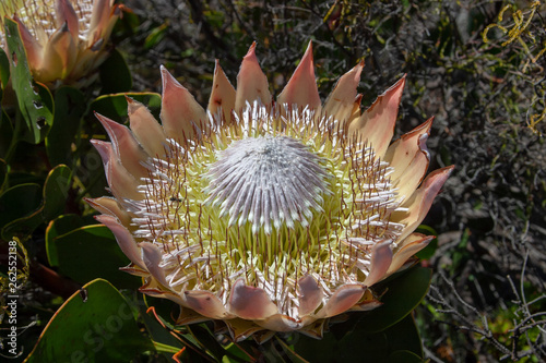 protea parks and reserves of south africa
