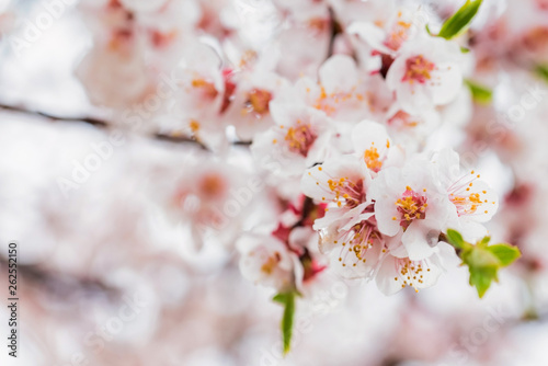 Beautiful spring background of Cherry blossom in full bloom