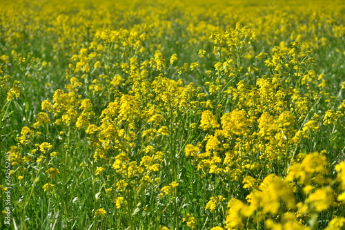 field of yellow flowers © KatiaRusa