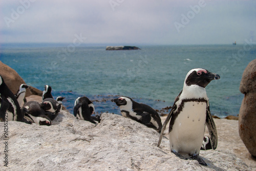pinguins bolder beach cape town parks and reserves of south africa