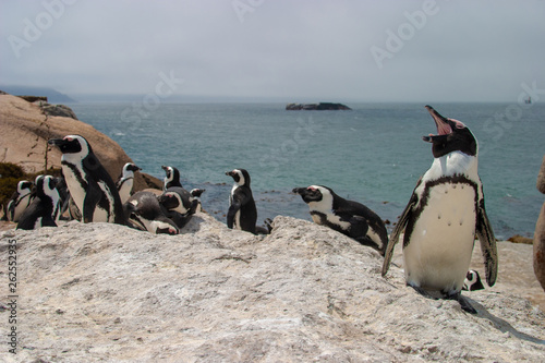 pinguins bolder beach cape town parks and reserves of south africa