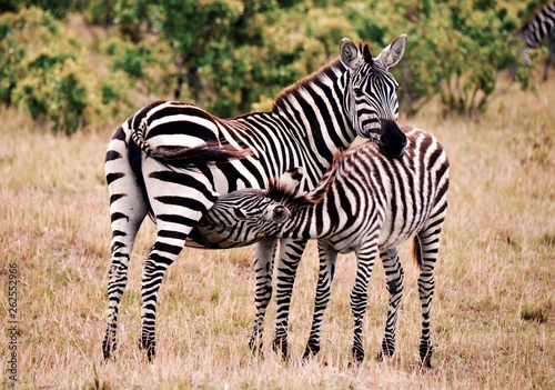 Baby zebra feeding off mother