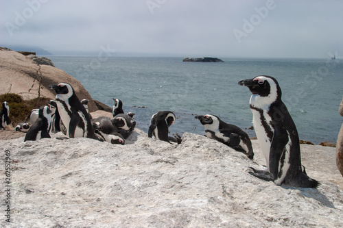 pinguins bolder beach cape town parks and reserves of south africa