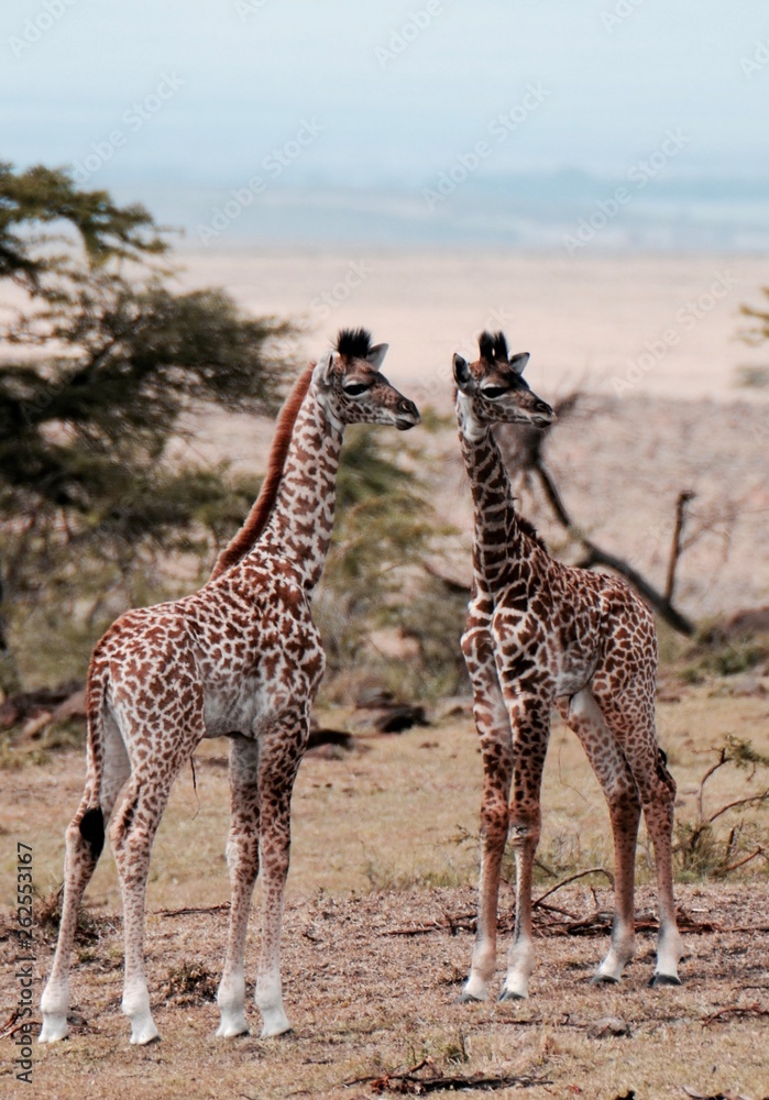 Baby giraffes look around in Serengeti