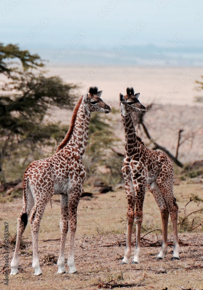 Obraz premium Baby giraffes look around in Serengeti