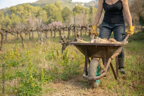 woman farmer pushing a wheelbarrow carrying stones in a vineyard
