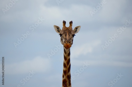 Close-up of tall giraffe with blue sky in background © Phoebe